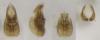 Thinodromus arcuatus